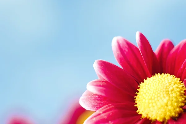 Vacker vår chrysanthemum blommor på blå bakgrund — Stockfoto