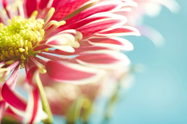 Прекрасные весенние цветы хризантемы на голубом фоне — стоковое фото