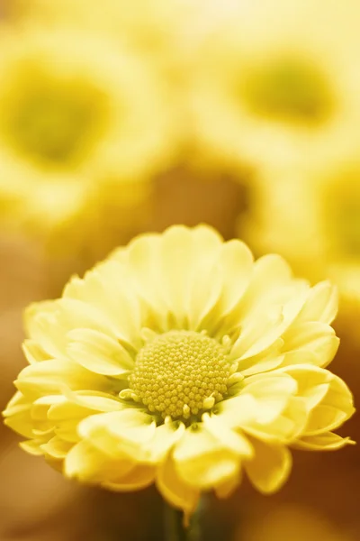 Bellissimi fiori di crisantemo primaverili su sfondo giallo Foto Stock Royalty Free