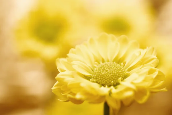 Bellissimi fiori di crisantemo primaverili su sfondo giallo Fotografia Stock