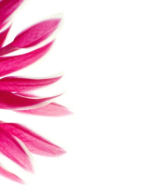 Krásný jarní chryzantéma květy na bílém pozadí Stock Obrázky