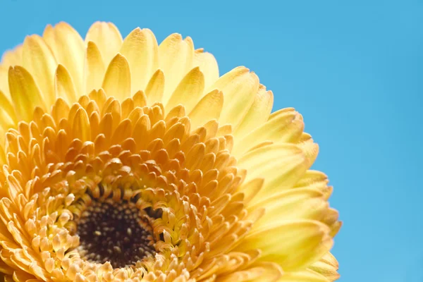 Gelbe Gerbera Blume auf blauem Hintergrund — Stockfoto