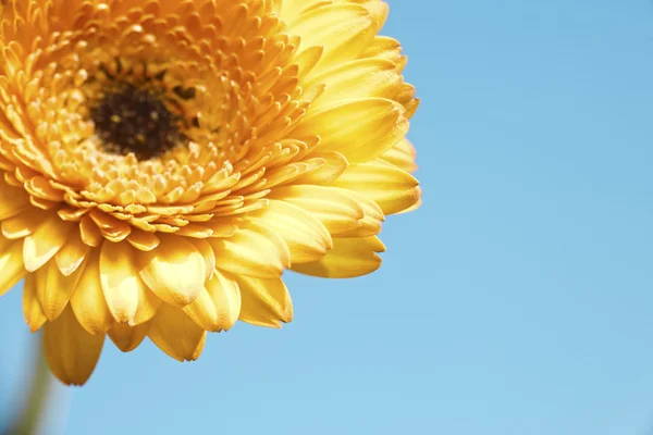 Gele gerbera bloem op blauwe achtergrond — Stockfoto