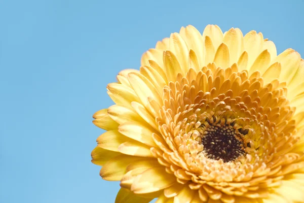 Gerbera żółty kwiat na niebieskim tle — Zdjęcie stockowe