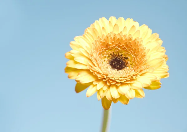 Gerbera żółty kwiat na niebieskim tle — Zdjęcie stockowe