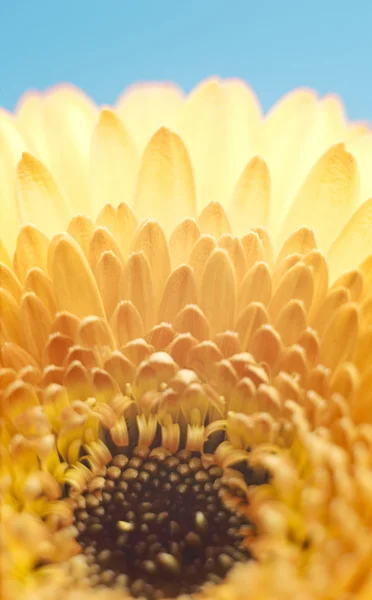 Flor de gerbera amarela no fundo azul — Fotografia de Stock