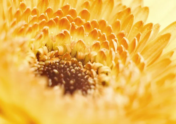 파란 배경에 노란 gerbera 꽃 — 스톡 사진