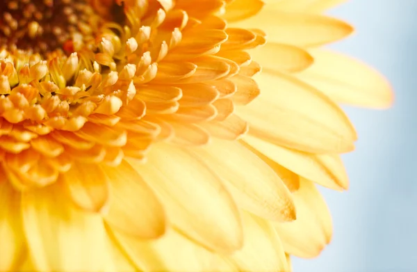 Gele gerbera bloem op blauwe achtergrond — Stockfoto