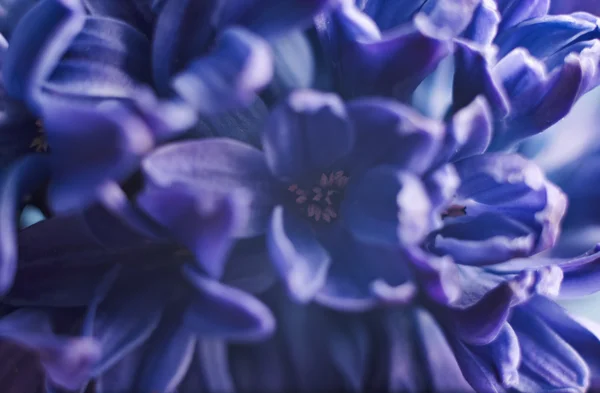 Blaue Hyazinthe Blume auf blauem Hintergrund — Stockfoto
