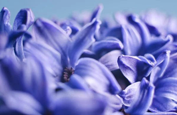 stock image Blue hyacinth flower on blue background