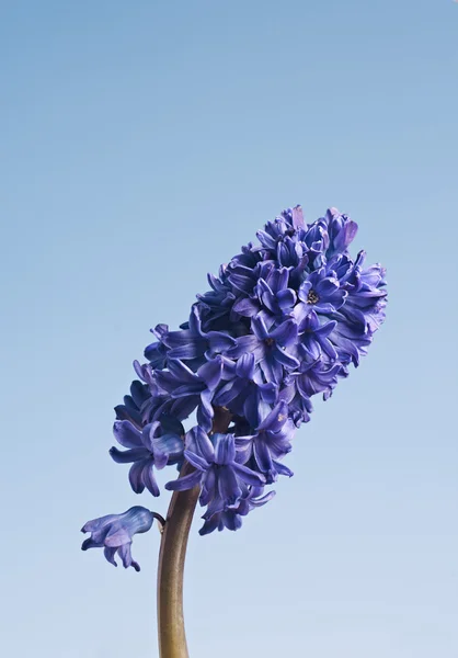 Blue hyacinth flower on blue background — Stock Photo, Image
