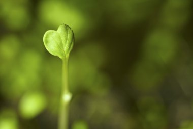 Heart shaped seedling clipart