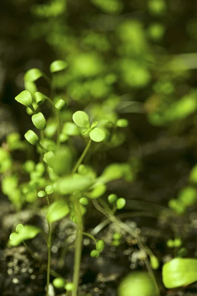 Răsaduri frumoase de plante — Fotografie, imagine de stoc