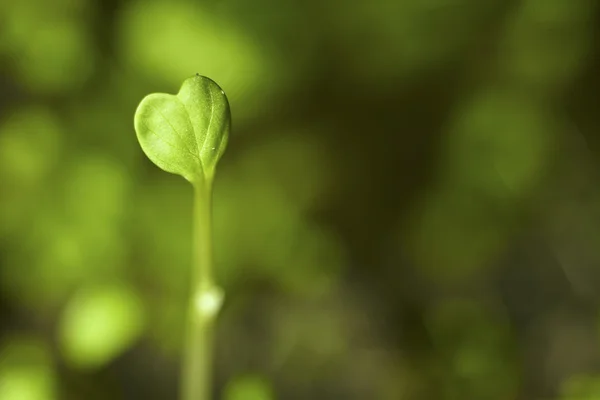 Heart shaped seedling Royalty Free Stock Images