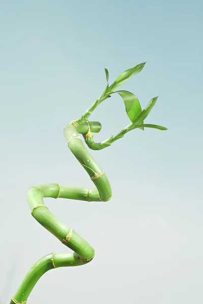 stock image Lucky bamboo