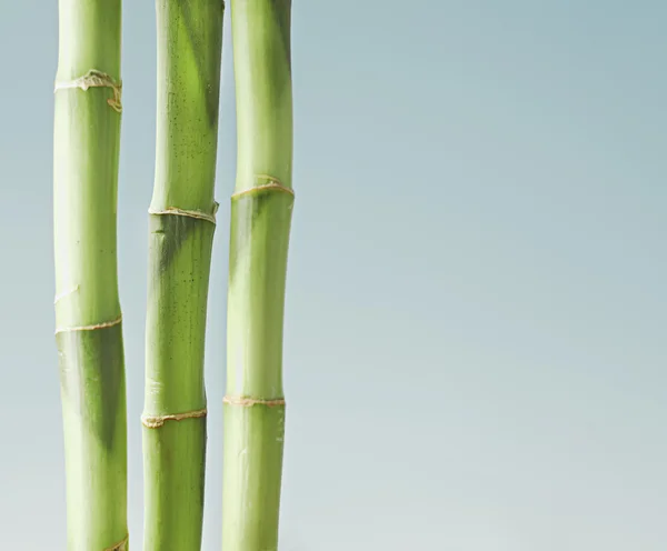 stock image Lucky bamboo