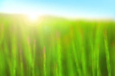Abstract green grass field with blue sky. clipart