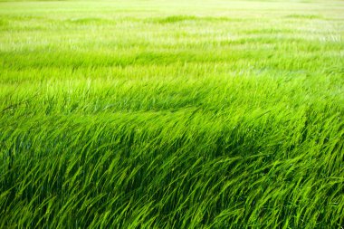 Green grass field. clipart