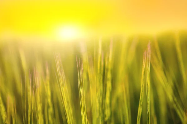 Абстрактное травяное поле на закате . — стоковое фото