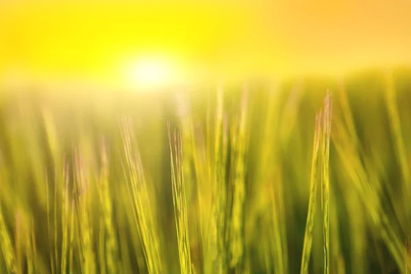 Abstraktes Rasenfeld bei Sonnenuntergang. — Stockfoto