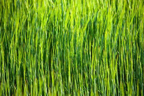 Abstraktní zelená tráva pozadí — Stock fotografie