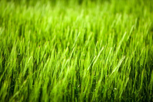 Primo piano del campo di mais verde. — Foto Stock