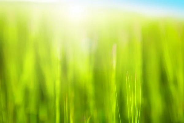 Yeşil soyut çim sahası. — Stok fotoğraf