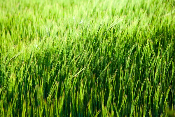 Campo de milho verde perto — Fotografia de Stock