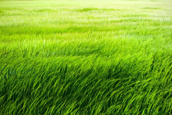 Green grass field. — Stock Photo, Image