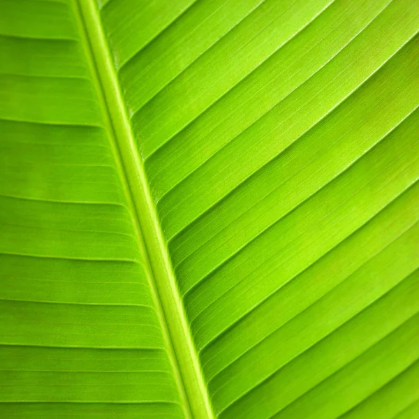 stock image Macro Close up of green leaf.