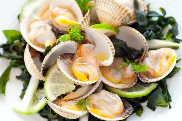 Macro close-up van clam starter. — Stockfoto
