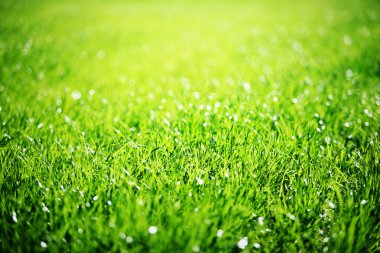 Close up of green grass.