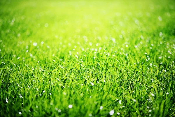 Sluiten van groen gras. — Stockfoto