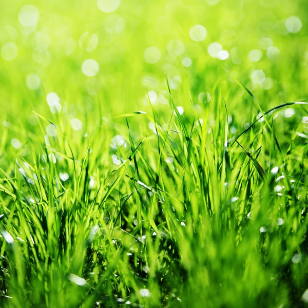 Extrême Gros plan de l'herbe verte . — Photo