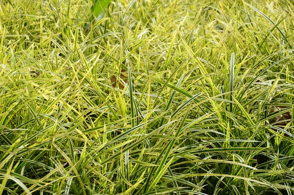 Szczegół Zielona roślina streszczenie tło — Zdjęcie stockowe