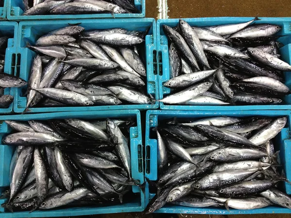 Peixes do mar frescos em caixas — Fotografia de Stock