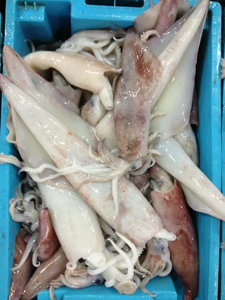 Calamari freschi — Foto Stock