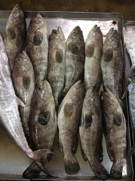 Φρέσκα θαλασσινά ψάρια στα κιβώτια — Φωτογραφία Αρχείου