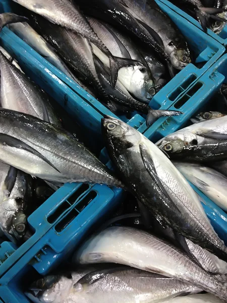 Taze deniz balıkları kutuları — Stok fotoğraf