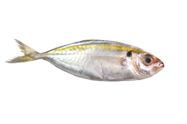 Fresh fish on white background clipart