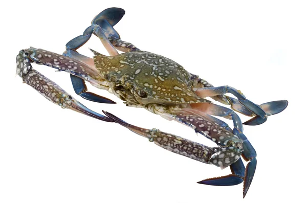 Crabe isolé en fond blanc — Photo