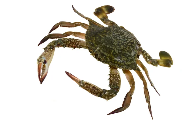 Krabbe isoliert auf weißem Hintergrund — Stockfoto