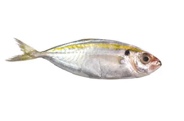 Peixe fresco no fundo branco — Fotografia de Stock