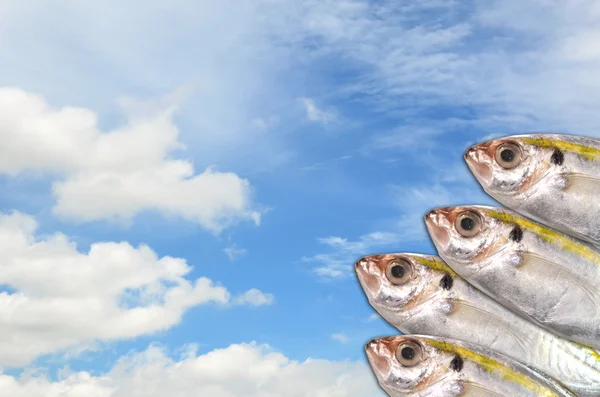 Świeże ryby na błękitne niebo — Zdjęcie stockowe