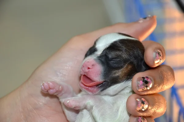 stock image Newborn puppy