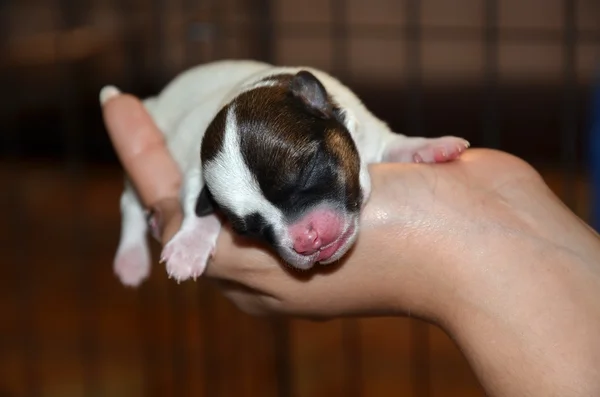 Cachorro recién nacido — Foto de Stock