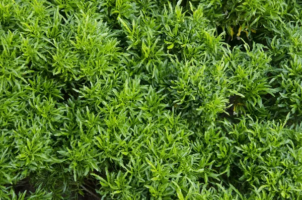 stock image Close-Up Green Plant