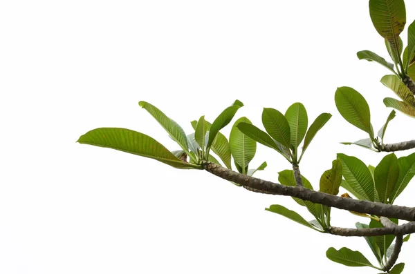 Branches, which spread to the leaves on a white background — Stock Photo, Image