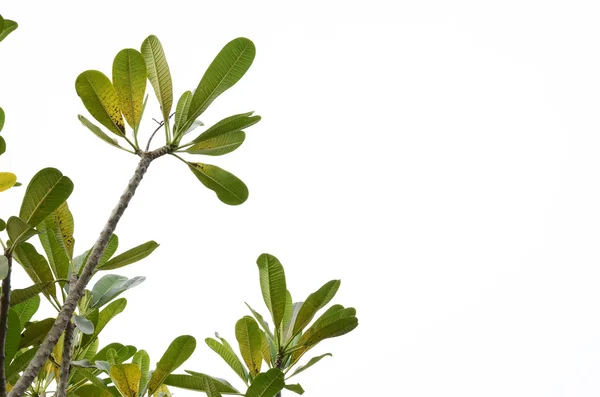 Branches, which spread to the leaves on a white background — Stock Photo, Image