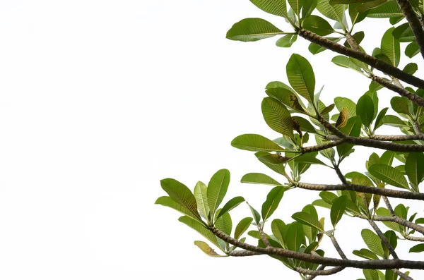 stock image Branches, which spread to the leaves on a white background